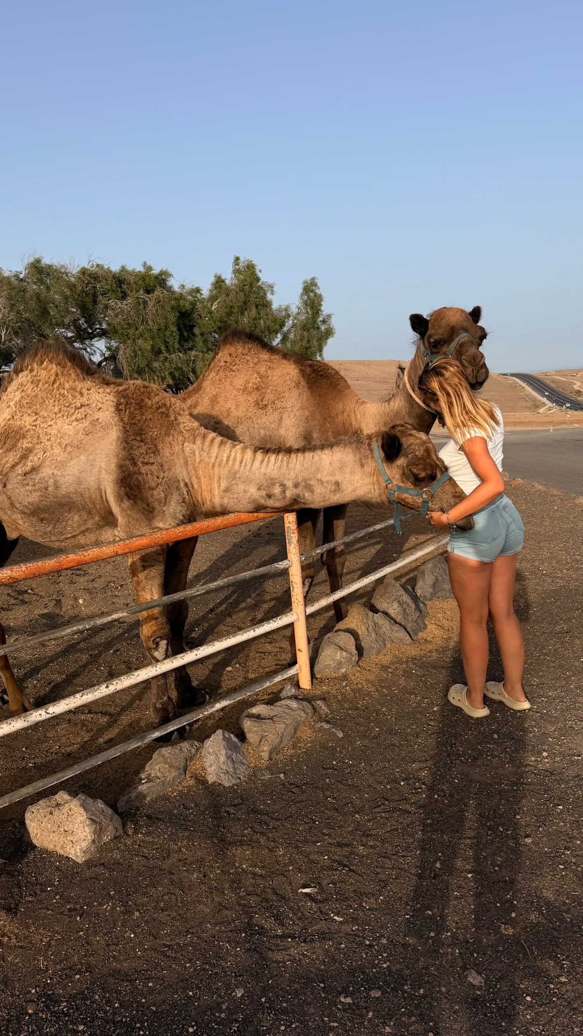 Acariciando a los camellos junto a la valla al atardecer